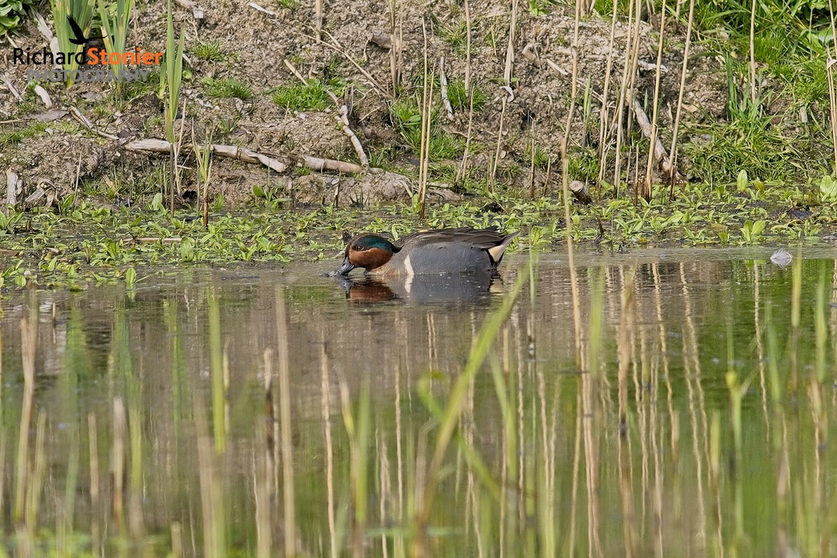 Male Green Winged Teal @ Lower Moors Scilly from Sunday 17 March 2024