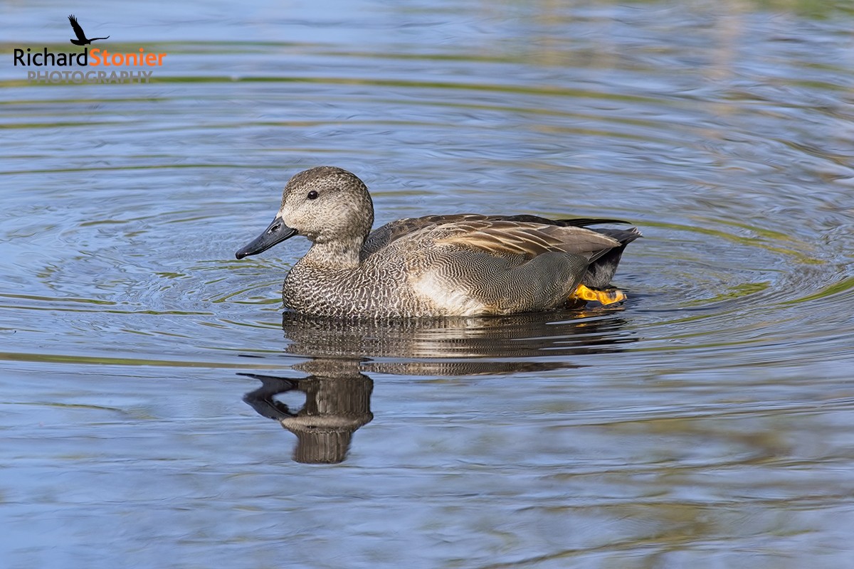 Gadwall at Lower Moors Scilly