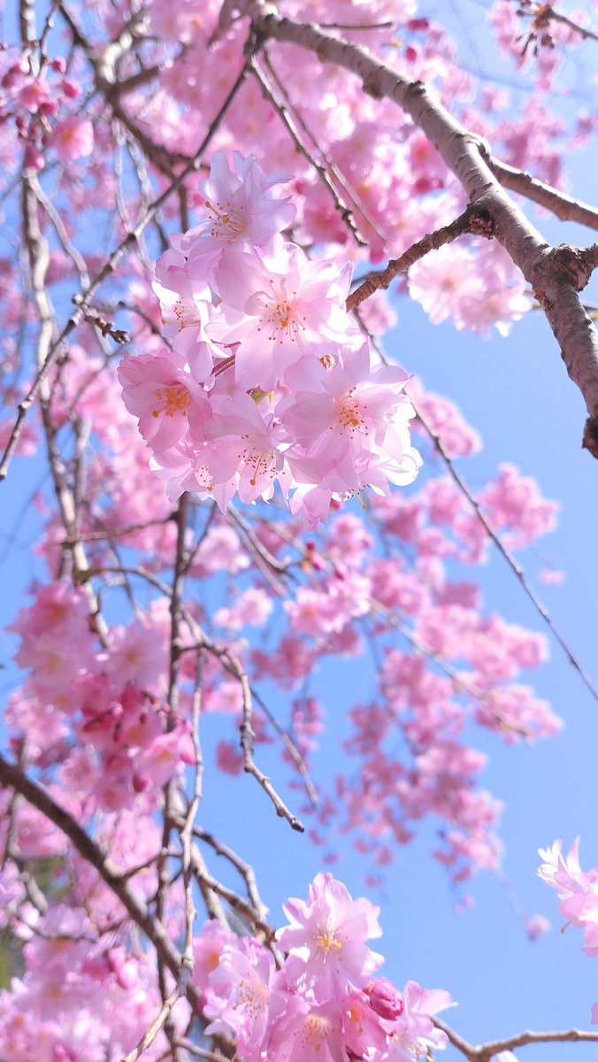 ha0003na's tweet photo. ᙚᵐⁱᒻᵉ¨❀.*ﾟ https://t.co/g05hPDwyvH