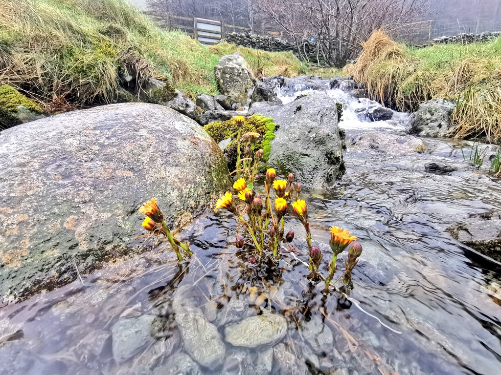 Coltsfoot thriving in a rushing Lakeland beck. Flowers are hardcore.