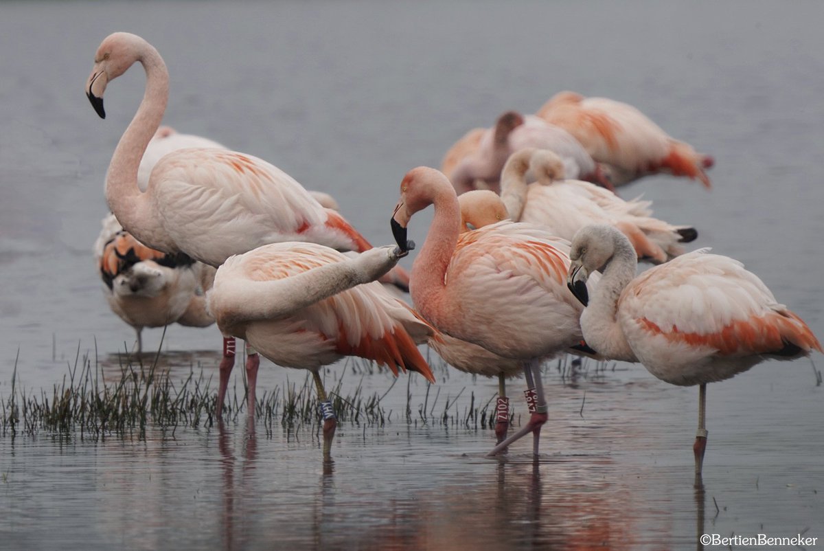 _Bertien_'s tweet photo. Vanmorgen richting #Zwillbrocker #Venn gereden,
kijken of ik flamingo's kon spotten #flamingo 18-3-2024 🦩 https://t.co/opzM0bgjWy