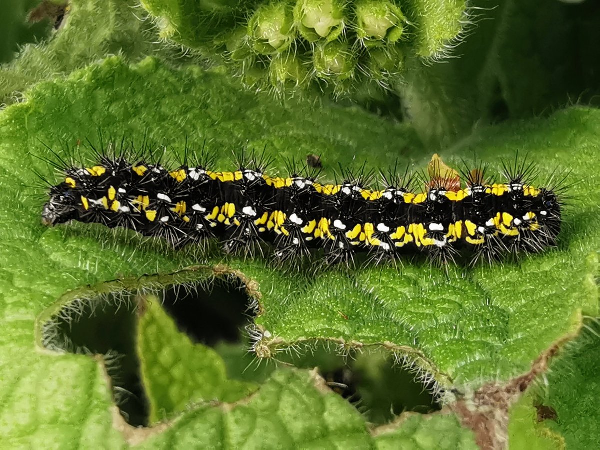 Absolute scenes at CMO HQ at the weekend when Lynnette discovered Scarlet Tiger caterpillars on the garden comfrey ~ probably the 1st example of the species in 'cat' form in Norfolk. In the sun today, a dozen munched away in the early spring warmth. #cleymothobs #norfolkmoths