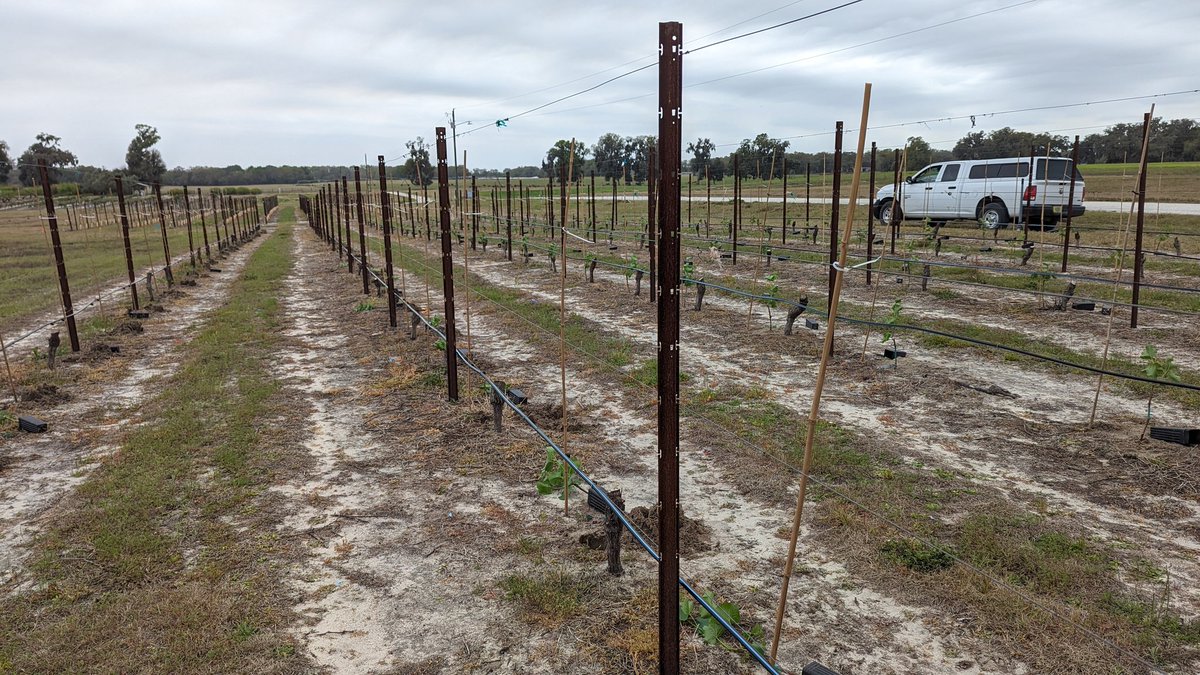 🟢#grapefacts: #Viticulture section of fruit crops lab <a href="/UFfruitcrops/">UF Fruit Crops Lab 🐊☀️🍑🍇🌳</a> starting experiment to test new #bactericides against Pierce's disease, a major limiting factor of growing bunch #grapes 🍇 in #Florida.
<a href="/ufhorticulture/">UF IFAS Horticultural Sciences Department</a> <a href="/UF_IFAS/">UF/IFAS</a>