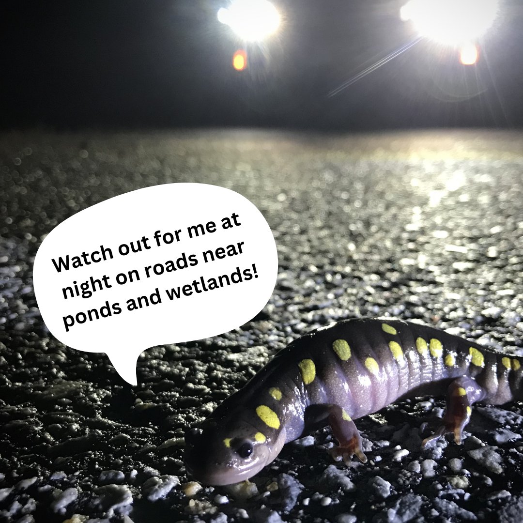 Amphibians are crossing roads this time of year, and we ask drivers to slow down when driving at night near wetlands and ponds. You can report amphibian road crossings to the Vermont Reptile and Amphibian Atlas- tinyurl.com/bdfbdxkz