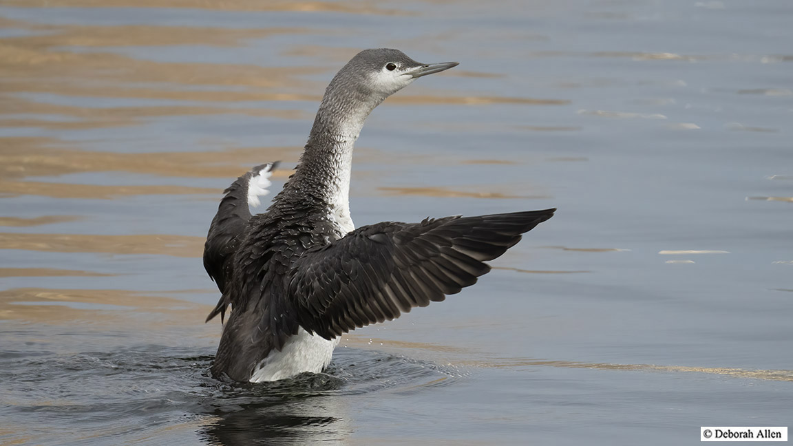 Deborah Allen tweet media