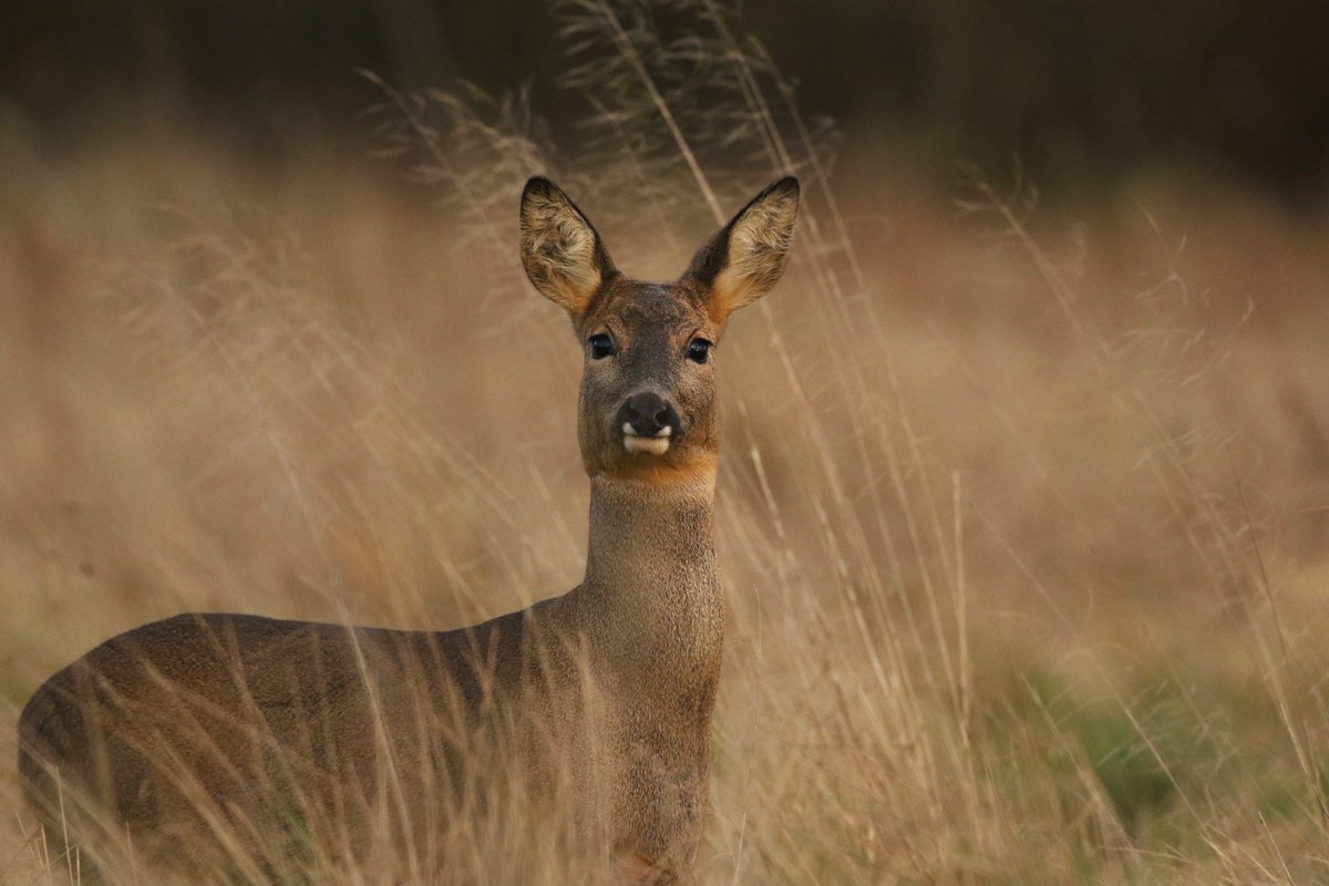 South Shropshire this evening, Doe Roe Deer, Buck also present @Shropsmammals
