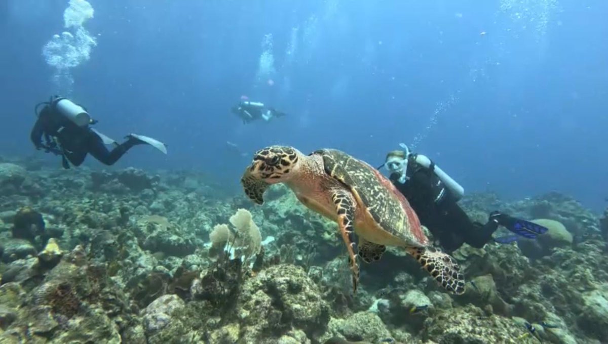 Todays diving in Barbados 🐢 very friendly 🐢