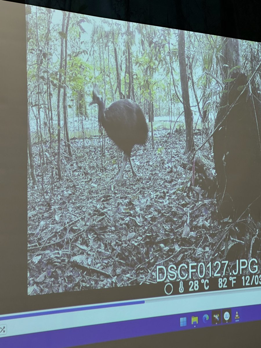 At JCU Cairns, in the secondary rainforest, we had a very special visitor 🤩❤️