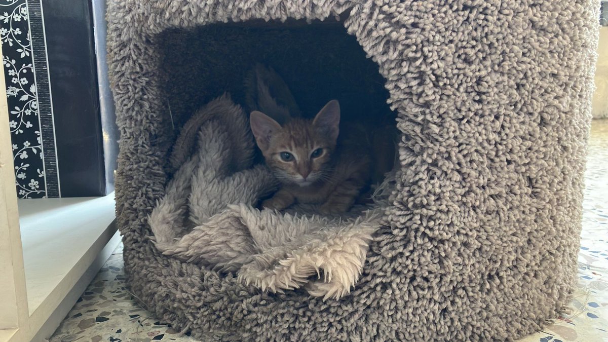 Gatos en adopcion tweet media