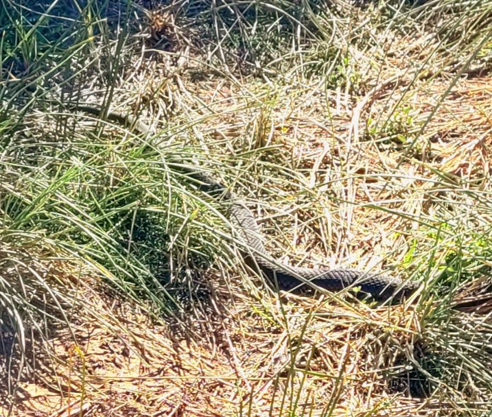 Local help & outsider assistance might likely be needed to deal with the after one of these! 🐍😱 🙂⛳️