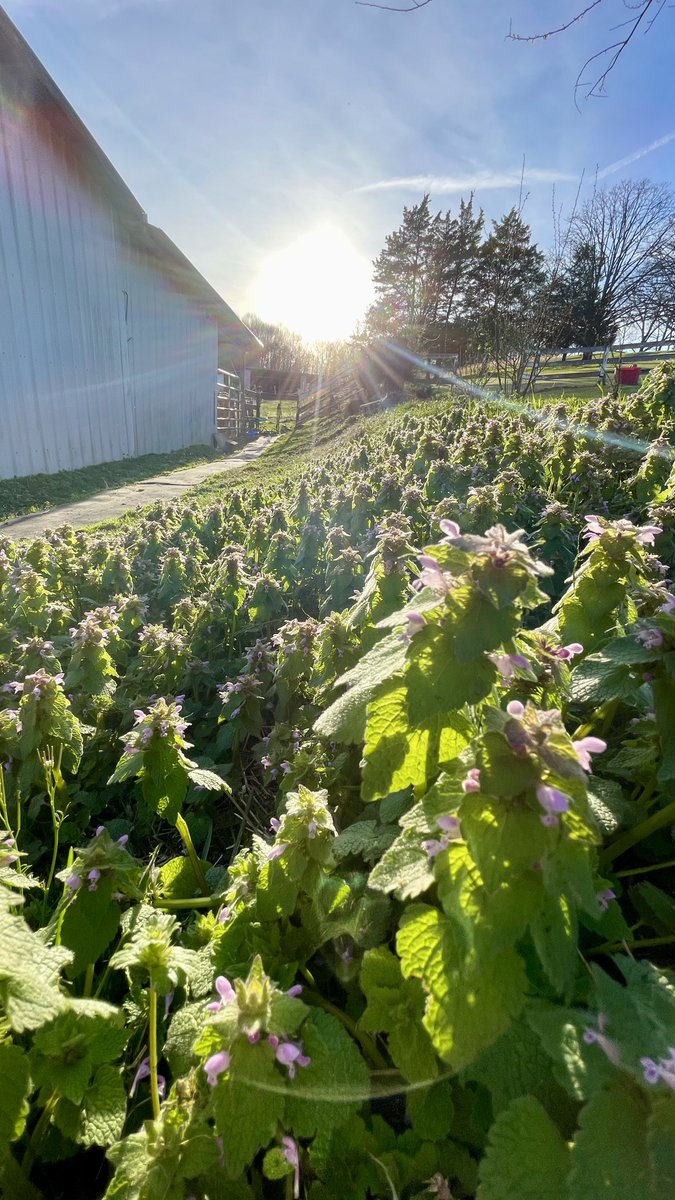 DarinRMcClure's tweet photo. #DeadNettle (Lamium spp.) is a genus of flowering plants in the mint family (Lamiaceae). It is commonly used for its medicinal properties, particularly its anti-inflammatory and astringent qualities. https://t.co/Gn0m1ykqSA