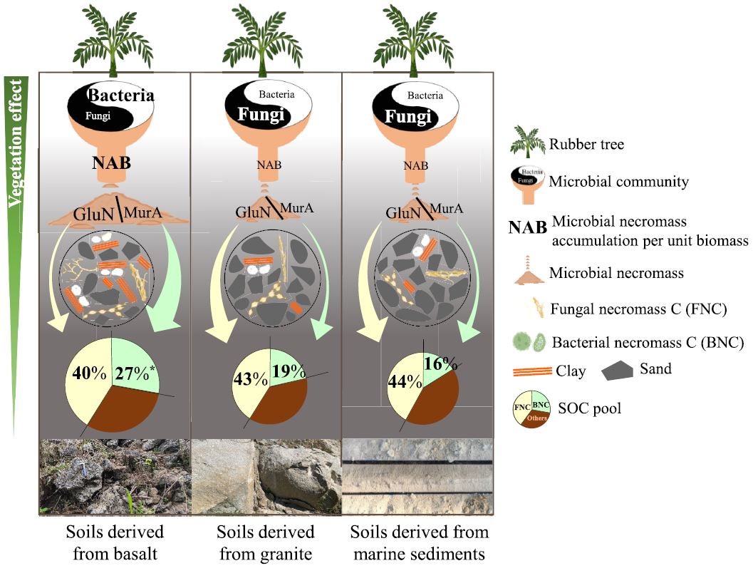 Now published - Toward #SoilCarbonStorage: The influence of #ParentMaterial and vegetation on profile-scale microbial community structure and #Necromass accumulation - led by Yuzhu Li @SoilBiolBiochem @UCAS1978 @UCPH_Research @TUBerlin tinyurl.com/45m56f76