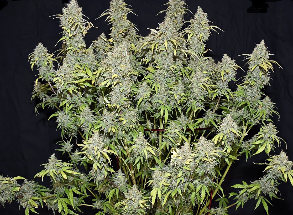 Lil Wild Lamb - now available!  
theautoflowerstore.com/products/lil-w…