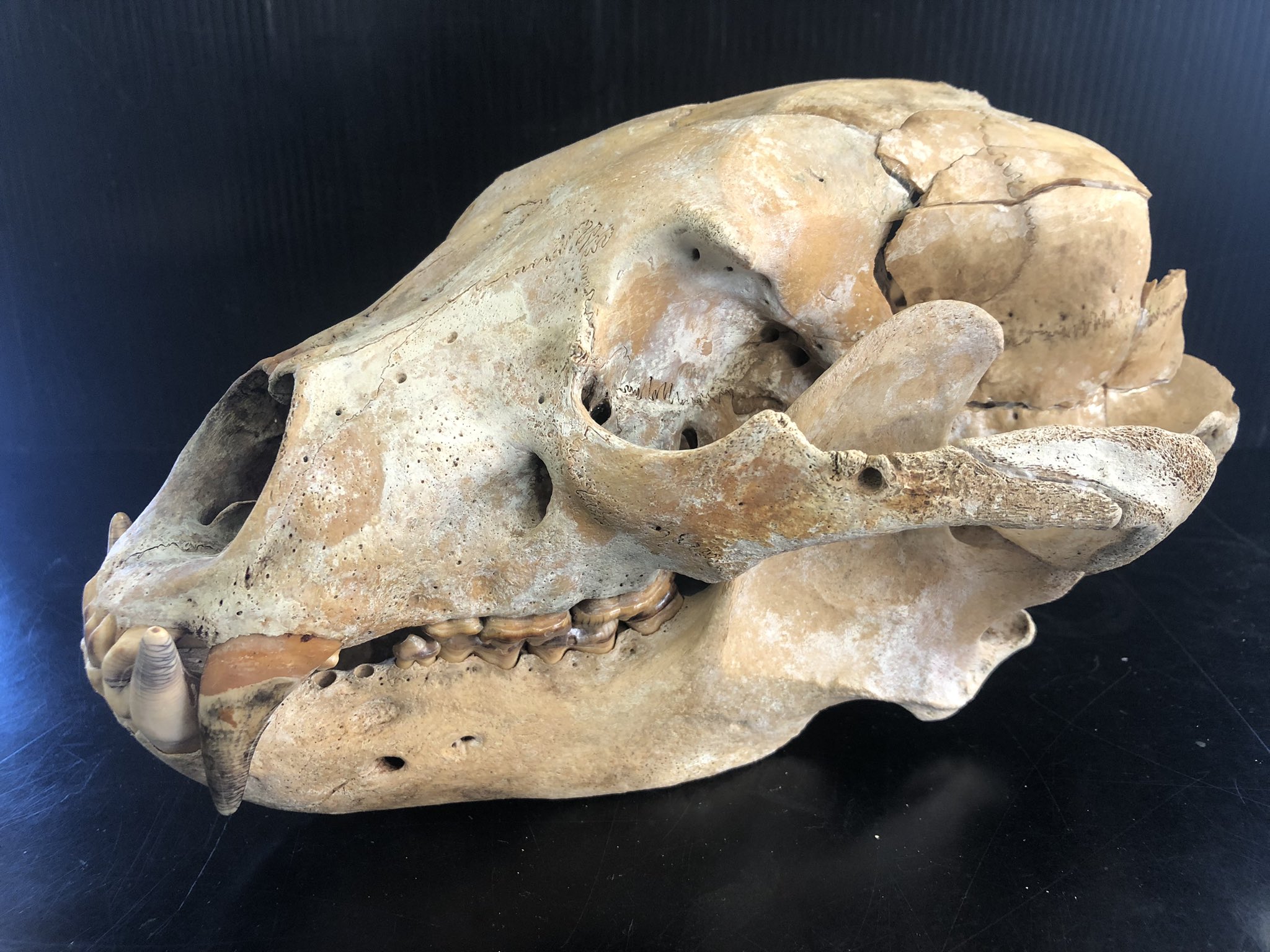 頭蓋骨 ツキノワグマ頭蓋骨 熊の骨オブジェ 希少コレクション 薬剤不