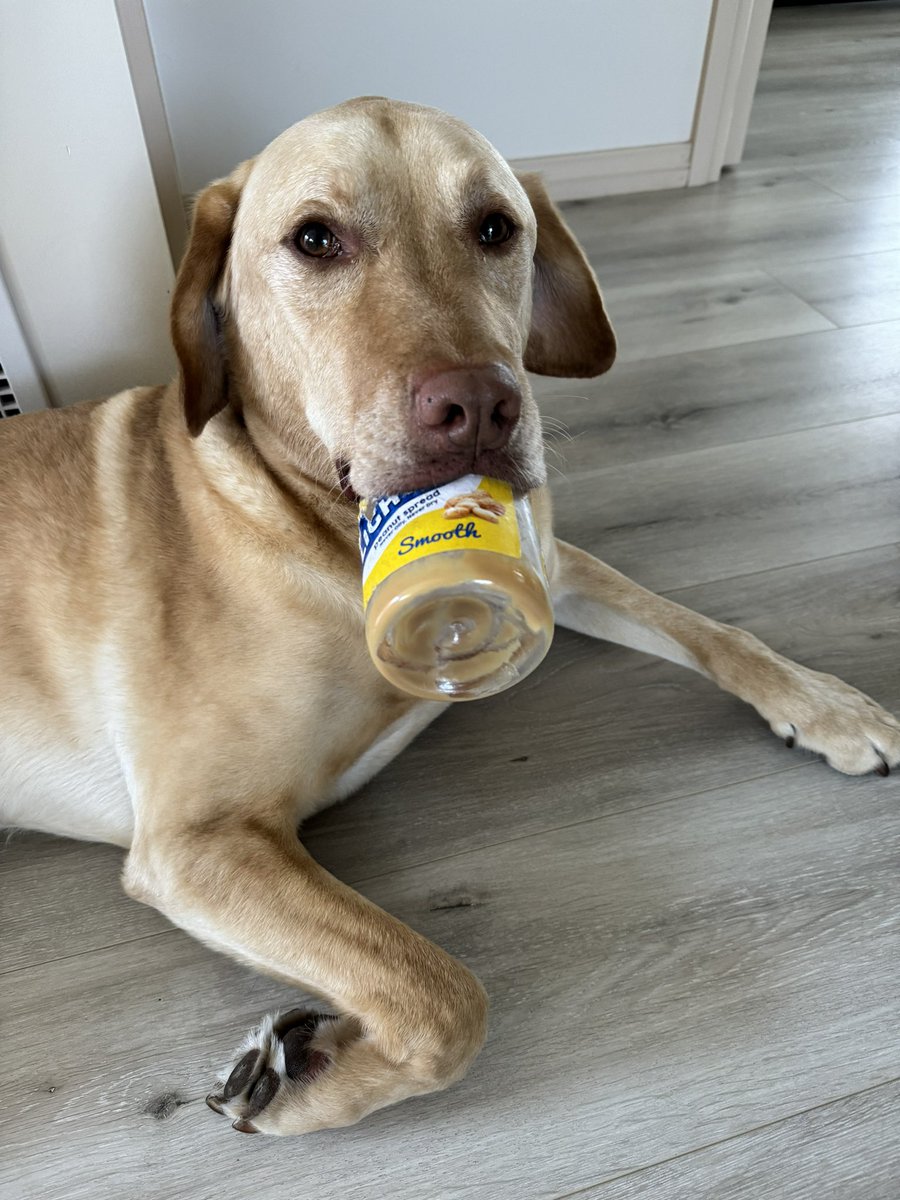 Rockmelon7's tweet photo. It’s a PB day. #labrador https://t.co/7Duj0Zaqjw