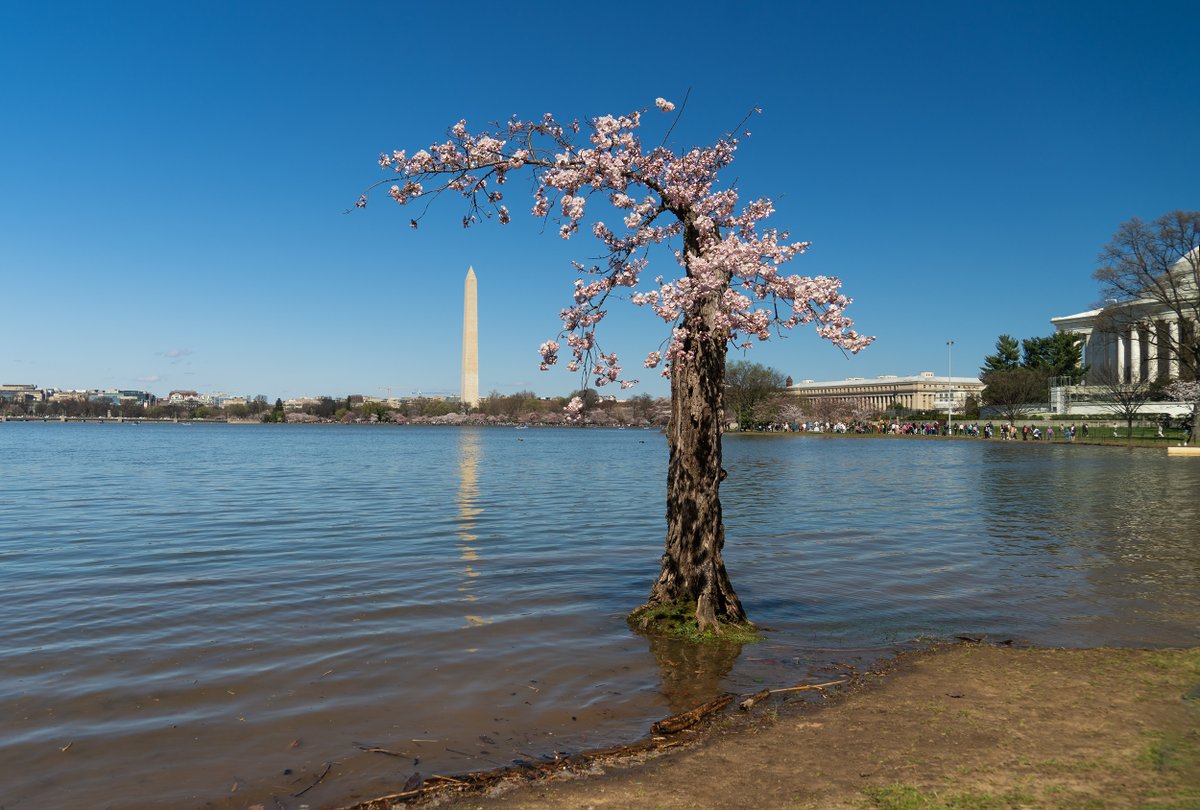 Stumpy's last bloom. I took this photo at high tide this afternoon. @capitalweather
