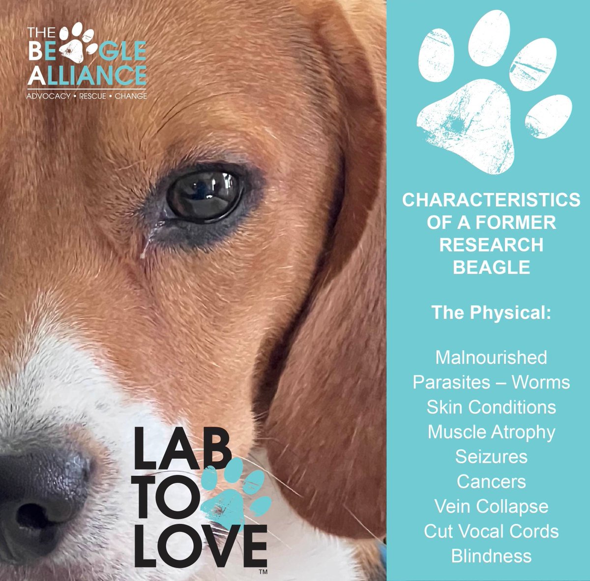BeagleAlliance's tweet photo. The trauma is real and can take months and years to heal and even then they can be haunted - by movement, by sound, by touch and by sound.

The emotional effects include PTSD, anxiety and depression. (1) https://t.co/lRHRnSjhZi