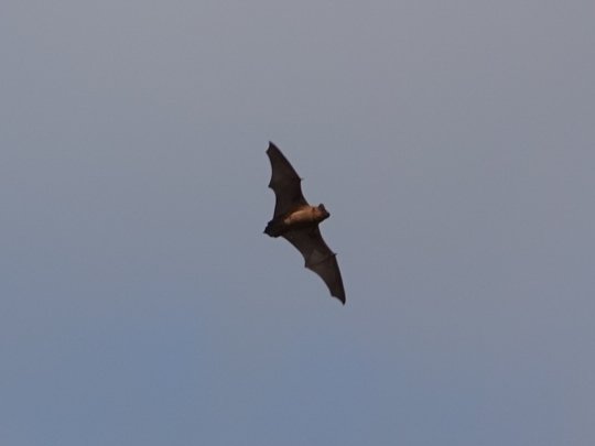 Whilst at the cafe at Perry (Grafham Water)  today, much to my surprise this Common Pipistrelle bat was flying around over the boat harbour ???