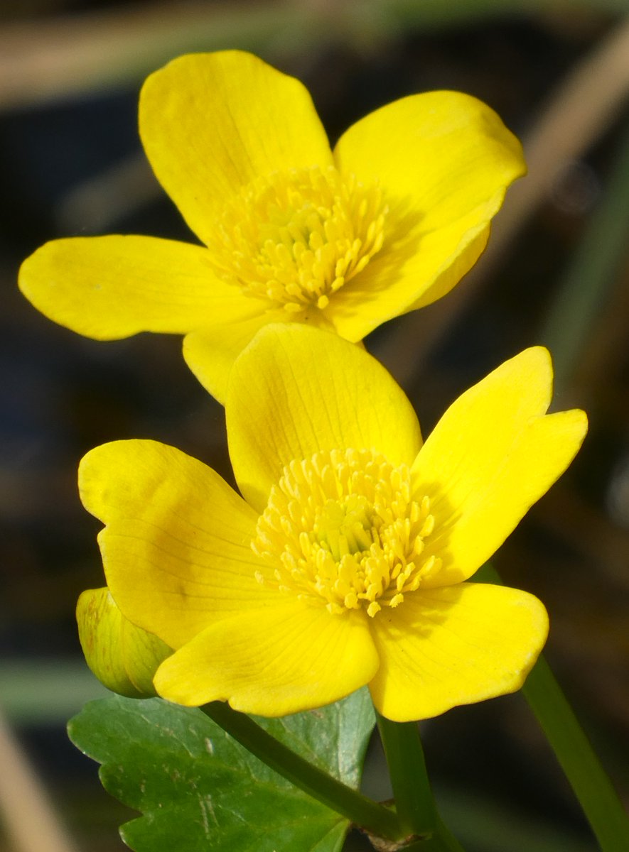 The first golden Kingcups or marsh marigolds💛 An old name for marigold is Marygold & @OED suggests that the flower may be named after Mary due to its heliotropism - the marigold's opening with the sun read as aligning with Mary's responsiveness to God #SundayYellow ☀️