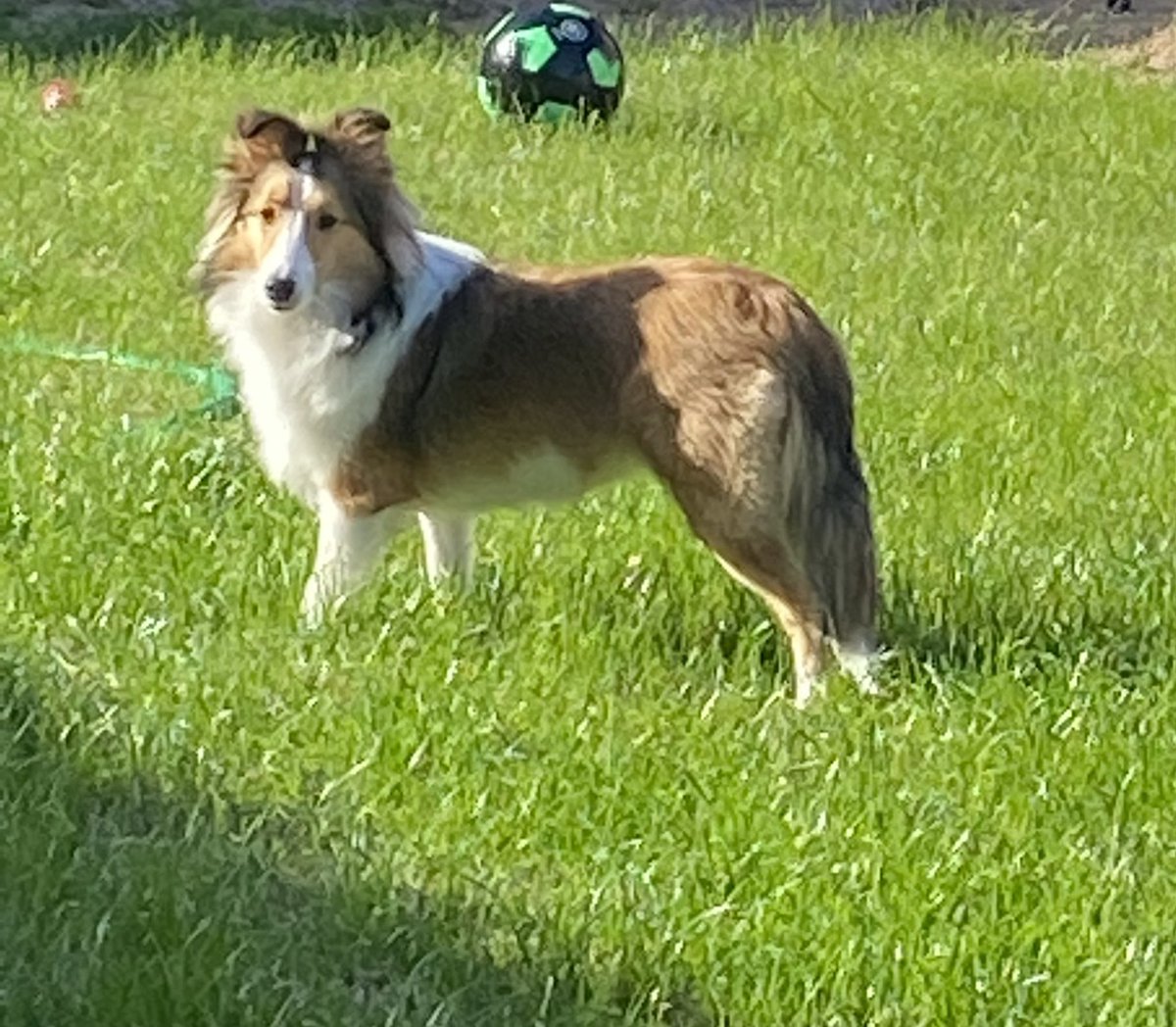 @DonTonyD She is a Scottish Sheltie, from the Shetland Islands, super smart, and the queen of the household, Lol😂 #SkylarBomb