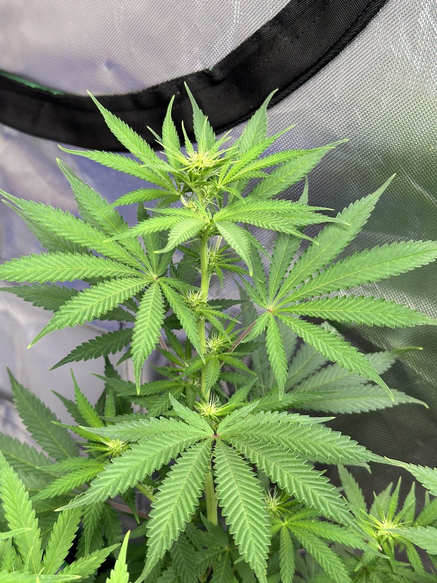 #SourNuts update: Day 14 of flower and these girls are really popping! I have everything still pulled open and I have been working the fan leaves to get max light into the lower sections. Probably going to do a lower 1/3rd defoliation. 

@sugarcoatedank 🧬

#HomeGrown