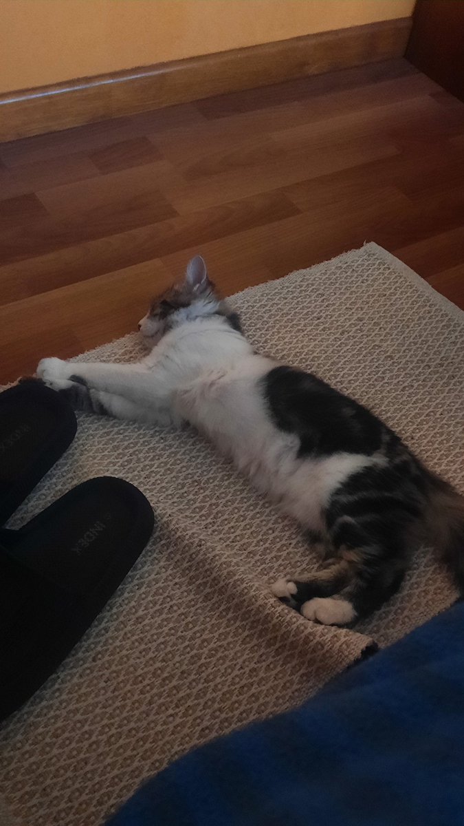 honnee34's tweet photo. Ojalá ser el y tener la capacidad de dormir cómodo en cualquier lado jsjss https://t.co/Lxg3yi0suB