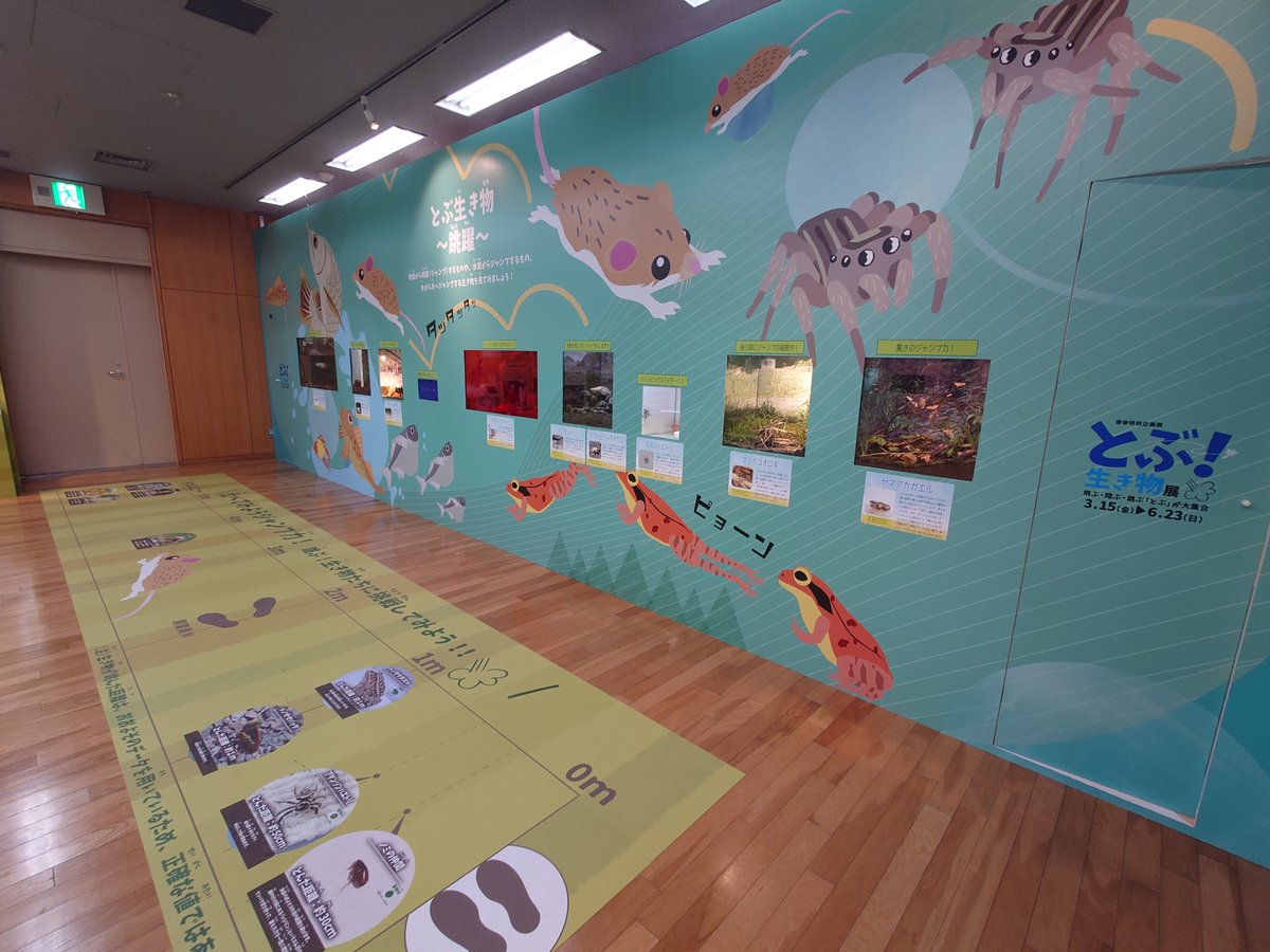 aq_sagamigawa's tweet photo. 春季特別企画展「とぶ!生き物展」開催!
3月15日から6月23日まで♫皆さまのお越しをお待ちしております(^^♪
https://t.co/QCwPoEIz2t
#相模湾 #相模川 #水族館 #科学館 #aquarium #science_museum #sagamigawa https://t.co/h3WVnbyZeL