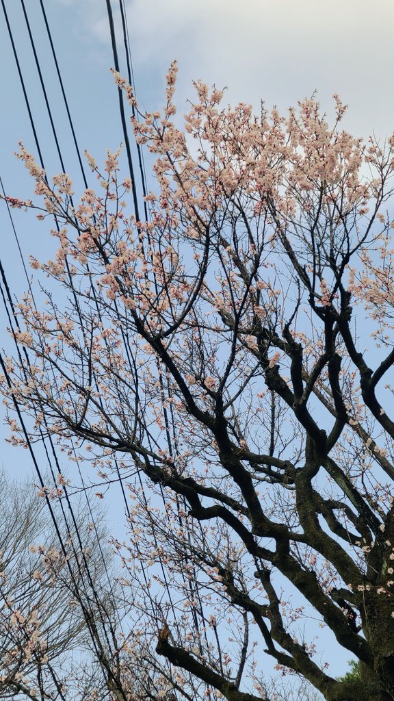 「桜だあ 」|亀田祥倫のイラスト