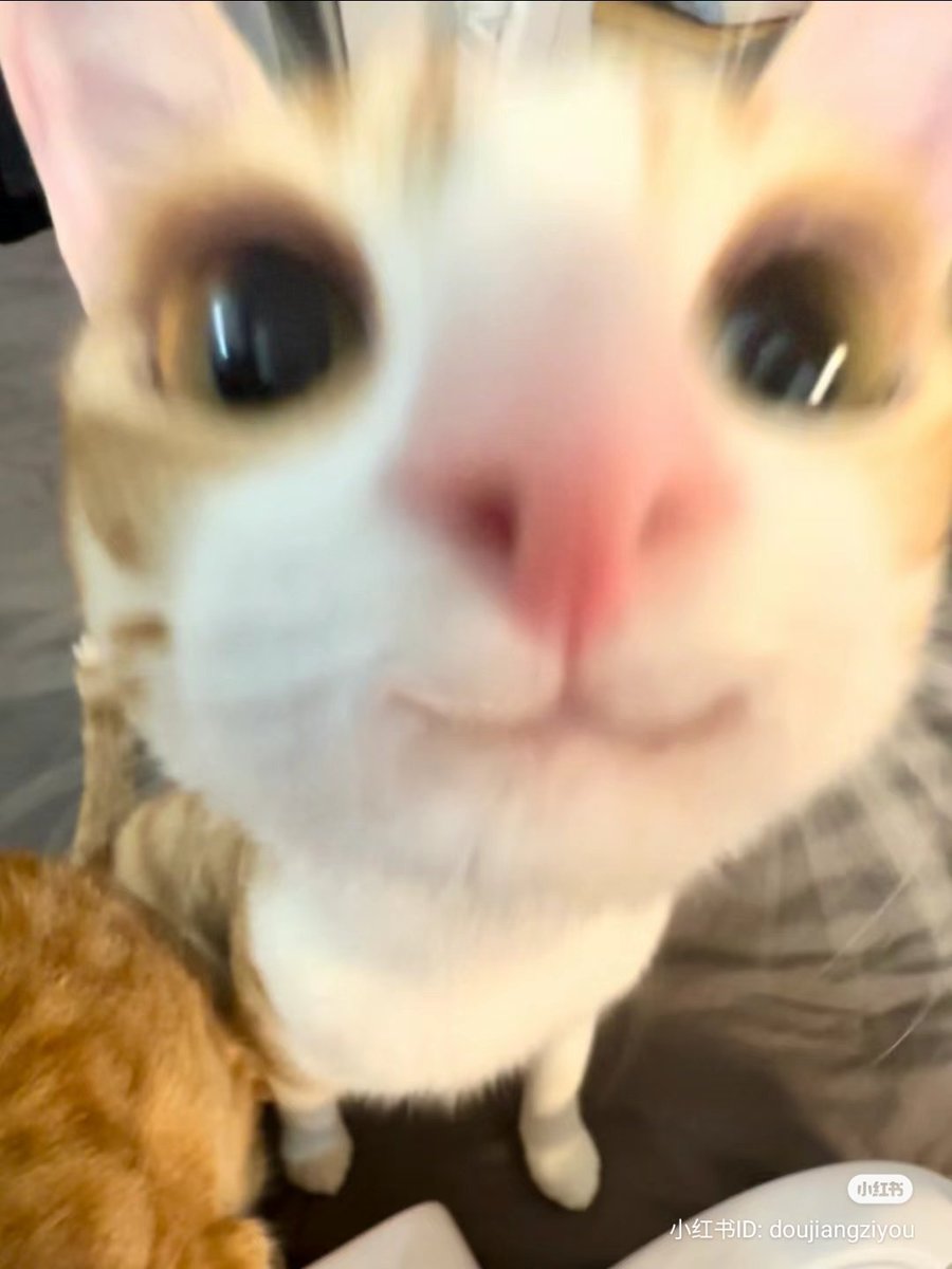 /ᐠ - ˕ -マ tweet media
