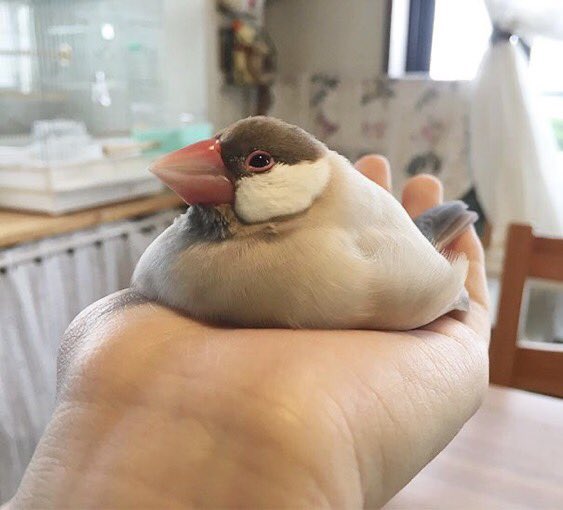 ContextBirds's tweet photo. Birb                                                          Borb https://t.co/dGB4uPzfYn