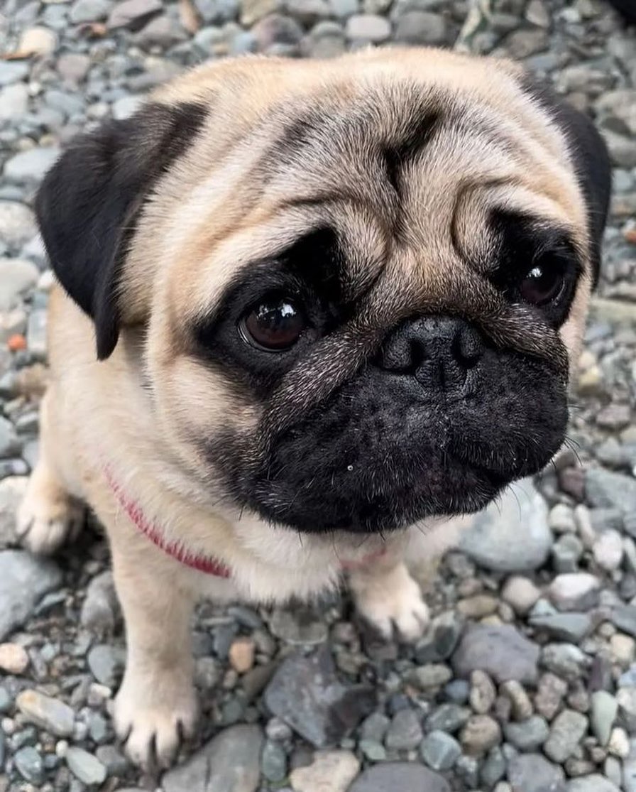 Whatta look😄 

📷Credit: @fukumaru_0207

#pugface #puggles #pugfamily #puglifae #pugmom #pugsarethebest