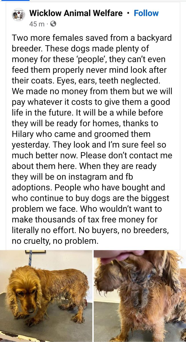 Wicklow Animal Shelter 'ppl who continue to #buydogs are the biggest problem we face...' to put it bluntly COP THE HELL ON' & stop putting breeding bitches into pup because you keep the market going & who do you think has to pick up the pieces when these BBs stop producing?