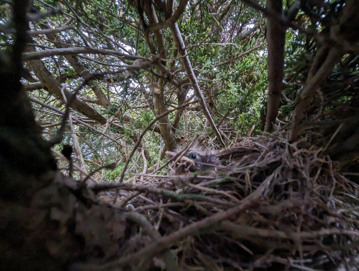 Lara Nouri tweet media