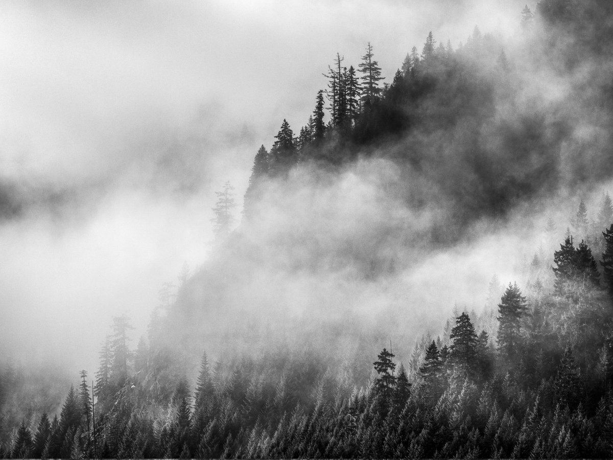 Tree's in the Mist, Vancouver Island #fineartamerica #BuyIntoArt #blackandwhitephoto #fineartphotography lars-olsson.pixels.com