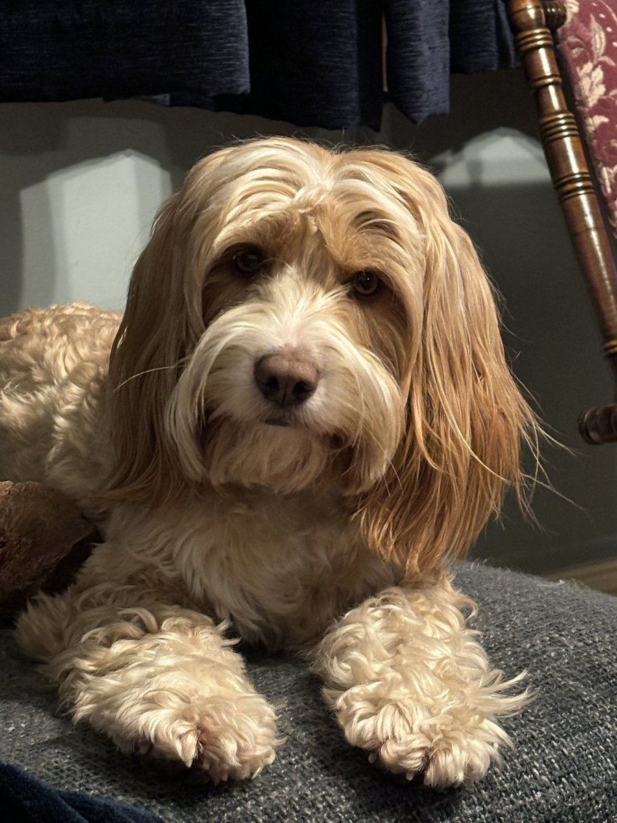 chouffester's tweet photo. Happy Saturday, too cute for words! https://t.co/ASAtVDEFRt