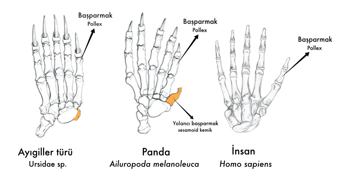 Yakınsak evrim (homoplazi) neredeyse her canlı grubunda görülebilmektedir! Örneğin bir ayıgil olan panda (Ailuropoda melanoleuca) türünün el kemikleri anatomisine baktığımız zaman, susamsı kemik (os sesamoideum) adı verilen bir aksesuar kemiğin bambu diyeti nedeniyle kavramaya