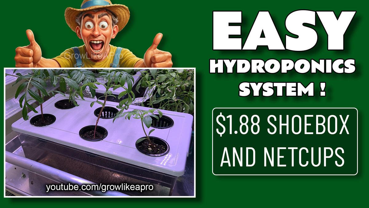GrowLikeAPro's tweet photo. EASY DIY Hydroponics System ! 🚨 ⚠️ https://t.co/IROvDH2V2M via @YouTube #hydroponics #aerogarden #miracleglo #gardening #vegetables #vegetarian https://t.co/n8xX8By2wb