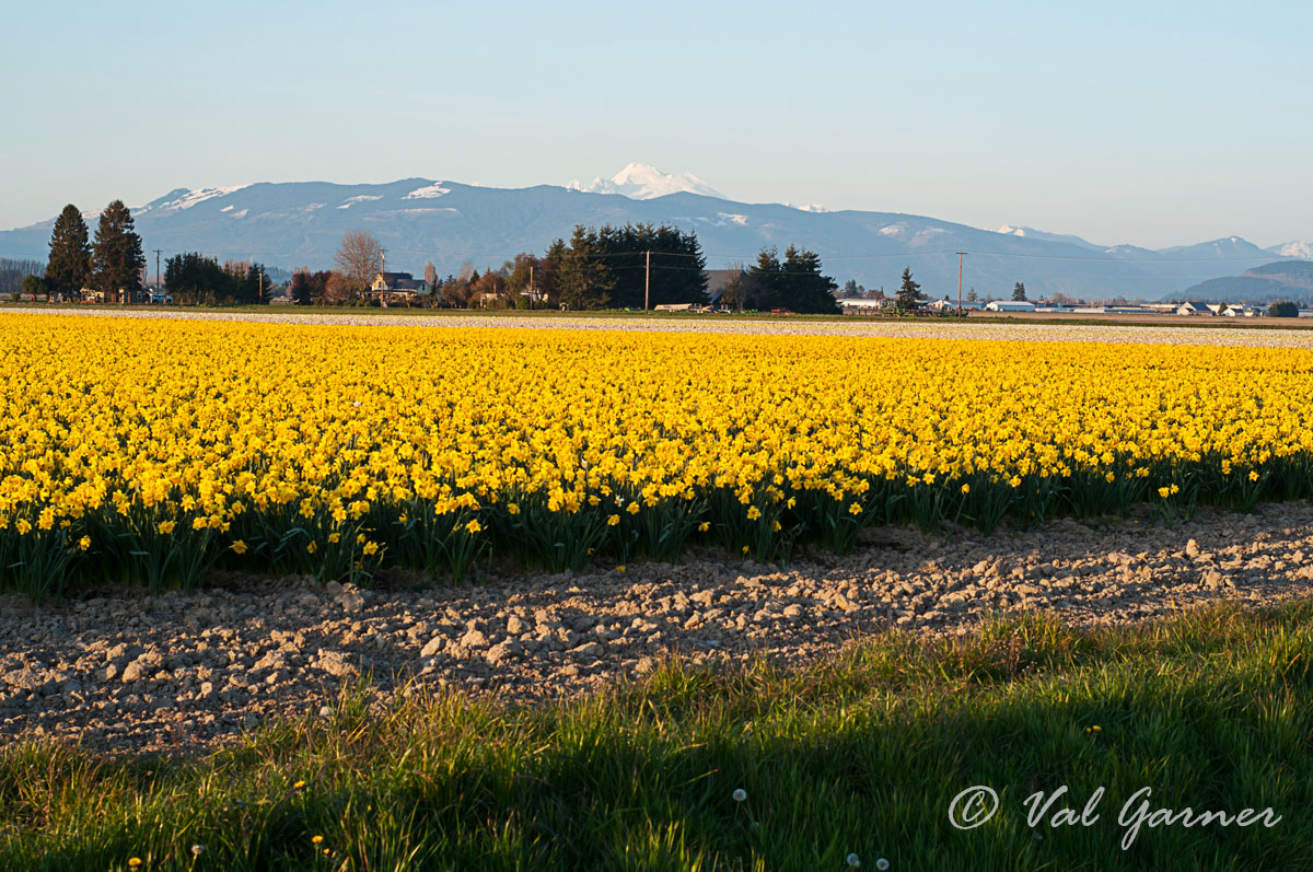 valerieraeg's tweet photo. @GavinGeddes7 #Travel to #LaConnerWashington #Daffodil Festival Showcase Blooming into #spring at the #DaffodilFestival Showcase in #LaConner, #Washington! 🌼 #DaffodilFestival #LaConnerAdventures #PacificNorthwest https://t.co/H4oyQdw0tk… https://t.co/bkbFZeivCU