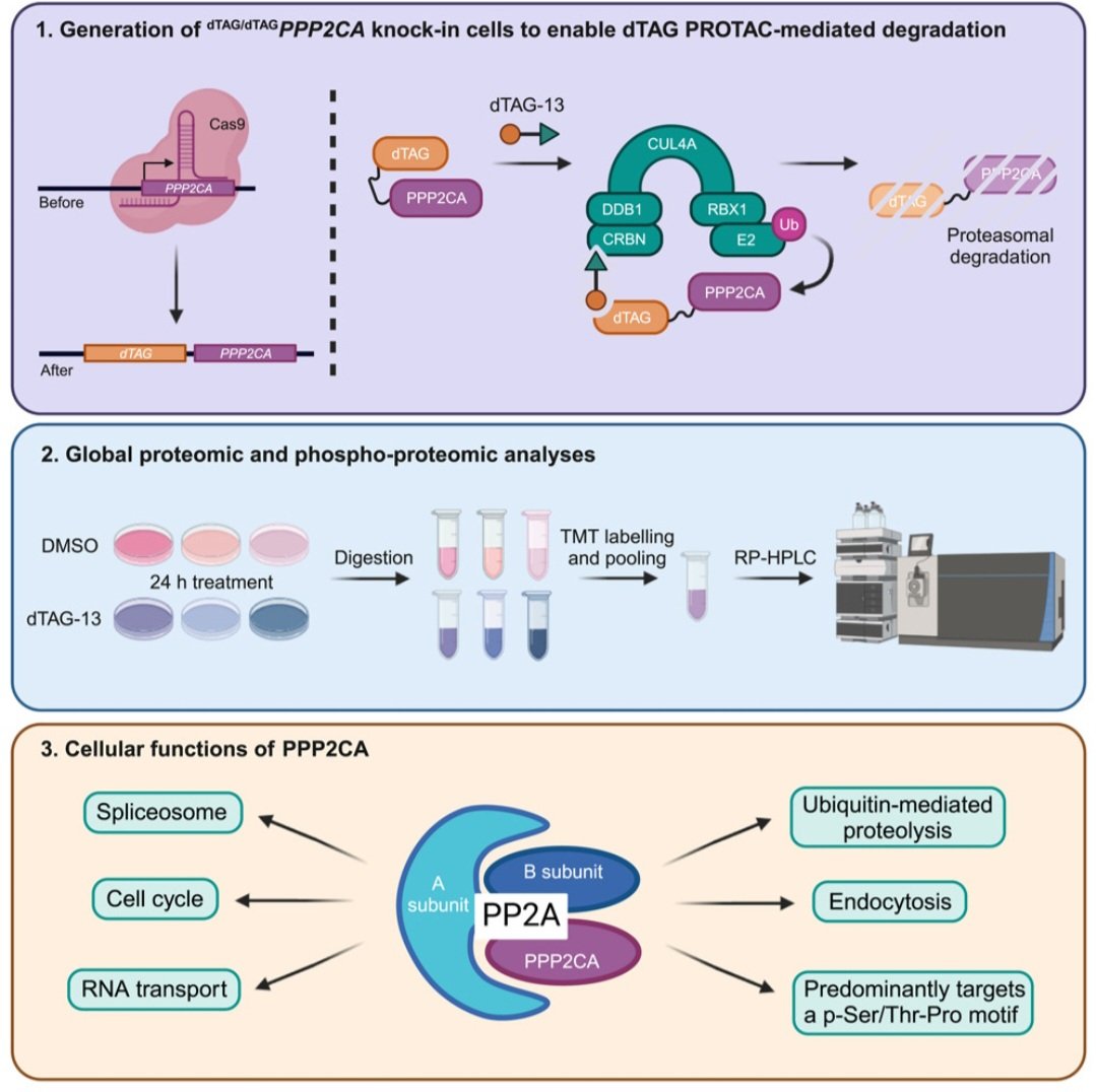 Thrilled to share that our manuscript exploring the substrate landscape of PPP2CA, the principle catalytic subunit of PP2A, is now published! If you're interested in whether your favourite protein might be a PP2A substrate, check it out! ⬇️ 

doi.org/10.1016/j.isci…