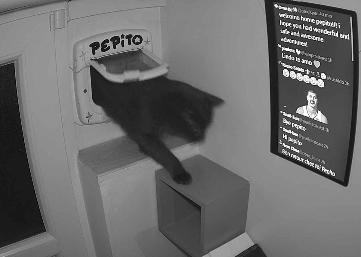 PepitoTheCat's tweet photo. Pépito is back home (19:56:51) https://t.co/ksL9MWRuBB