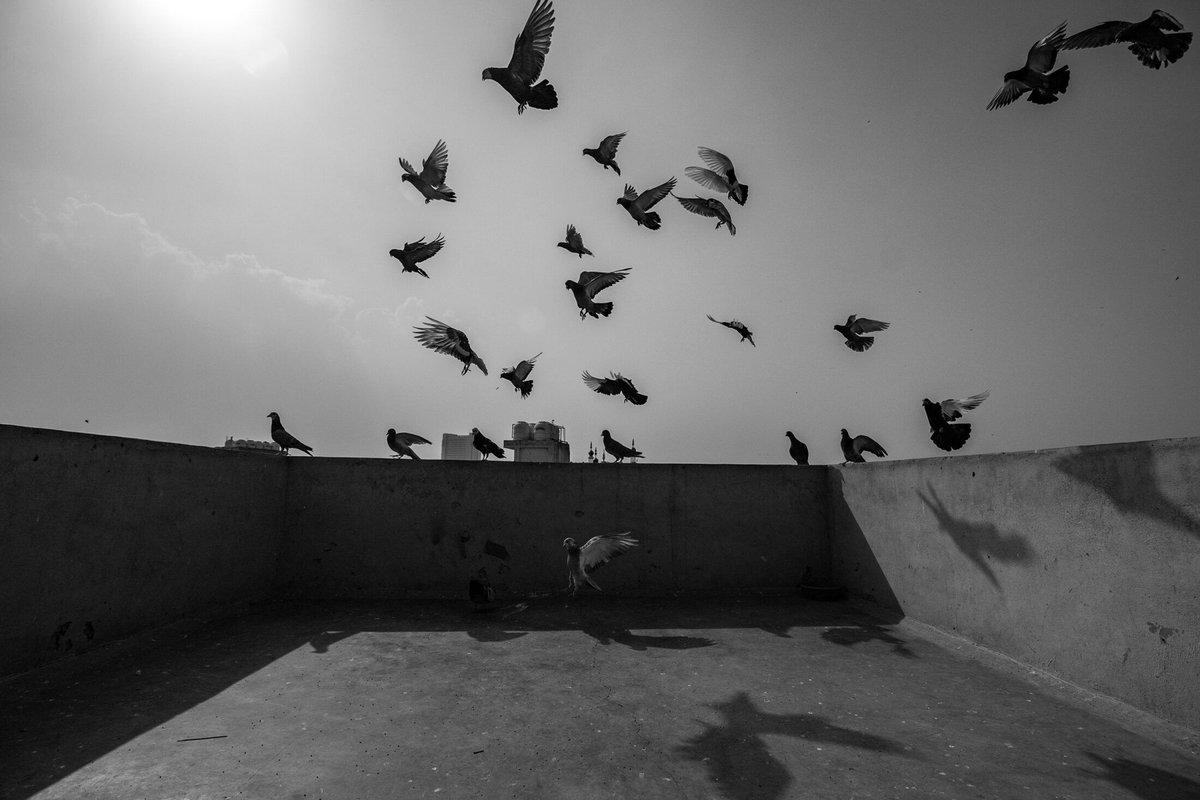 emergence_zine's tweet photo. “Here, time moves slowly, longing has a home, and the presence of birds is celebrated.” —Nachiket Sharma

View this week’s photo essay “The Birdman of Old Delhi.” https://t.co/MuPcUApi8P https://t.co/BmFHVkBUwn