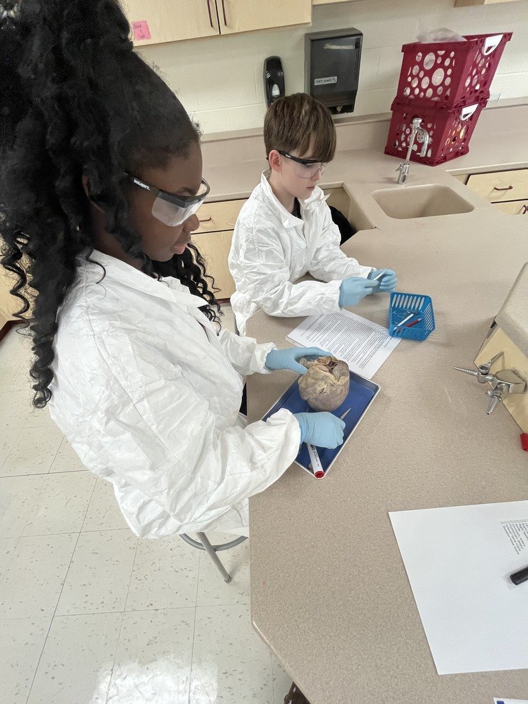 🔍🧠 Exploring the wonders of mammals and hearts! 🐾 Did you know they have four chambers and double circulation? 🔄 Join our Page science students in Kersten McGlinchey's Anatomy class as they dive into the intricate details using pig hearts! 🐖💖 #wearelamphere