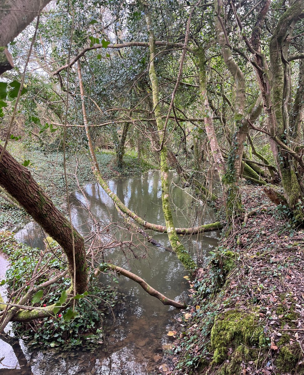 One year ago today, our beavers arrived at Heligan and what a year it's been. In the past 12 months, they have changed the landscape of their enclosure by making dams, gnawing down trees and vegetation, and improving the area for other wildlife species.