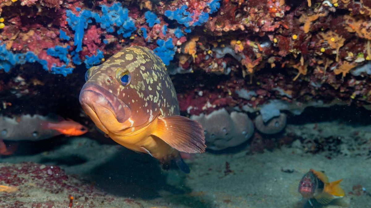 Are you familiar with the Illa de l'Aire Marine Reserve?🐠🌊 Located in the southeast of Menorca and declared a Cultural Heritage Site, its waters full of archaeological treasures, seagrass meadows, and fish make it an underwater paradise for divers with 2,000 dives annually.🤿