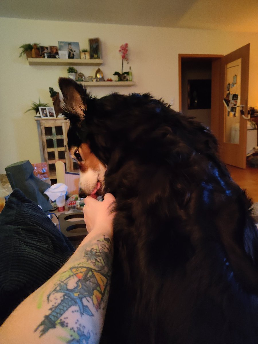 Farodra435's tweet photo. #schlabber 🐶
#Gasthund 🐶 https://t.co/qALABScnNs