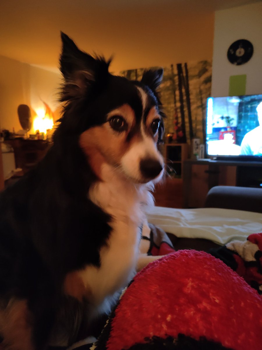Farodra435's tweet photo. #schlabber 🐶
#Gasthund 🐶 https://t.co/qALABScnNs