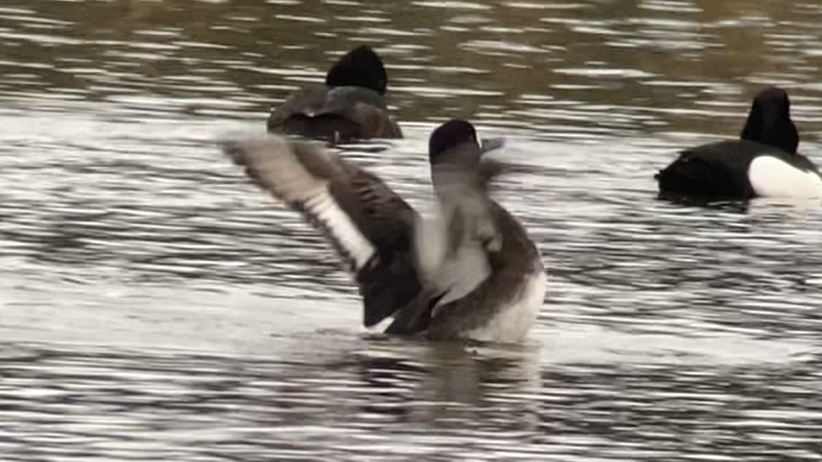 One of my favourite finds to date! Found this 1w female Lesser Scaup on Monalty Lough, Carrickmacross late this evening. The first record for Co. Monaghan! @BirdGuides