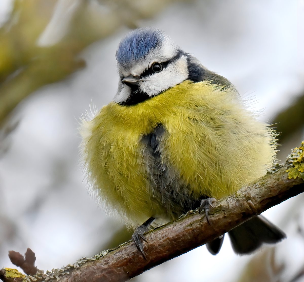 CarlBovisNature's tweet image. Who ate all the caterpillars? 🤔😁