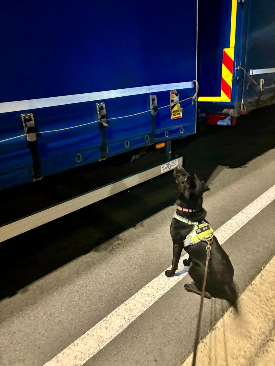 Wagtail ‘live body’ detection dog ‘Rico’. #wagtail #dogswithjobs #dogswithgreatjobs #bordersecurity #borderchecks #northernfrance #labrador #dogsofinsta #security #borders #detectiondogs #snifferdogs #trainedinWales #awardwinning #welshsnifferdogs #usethebest