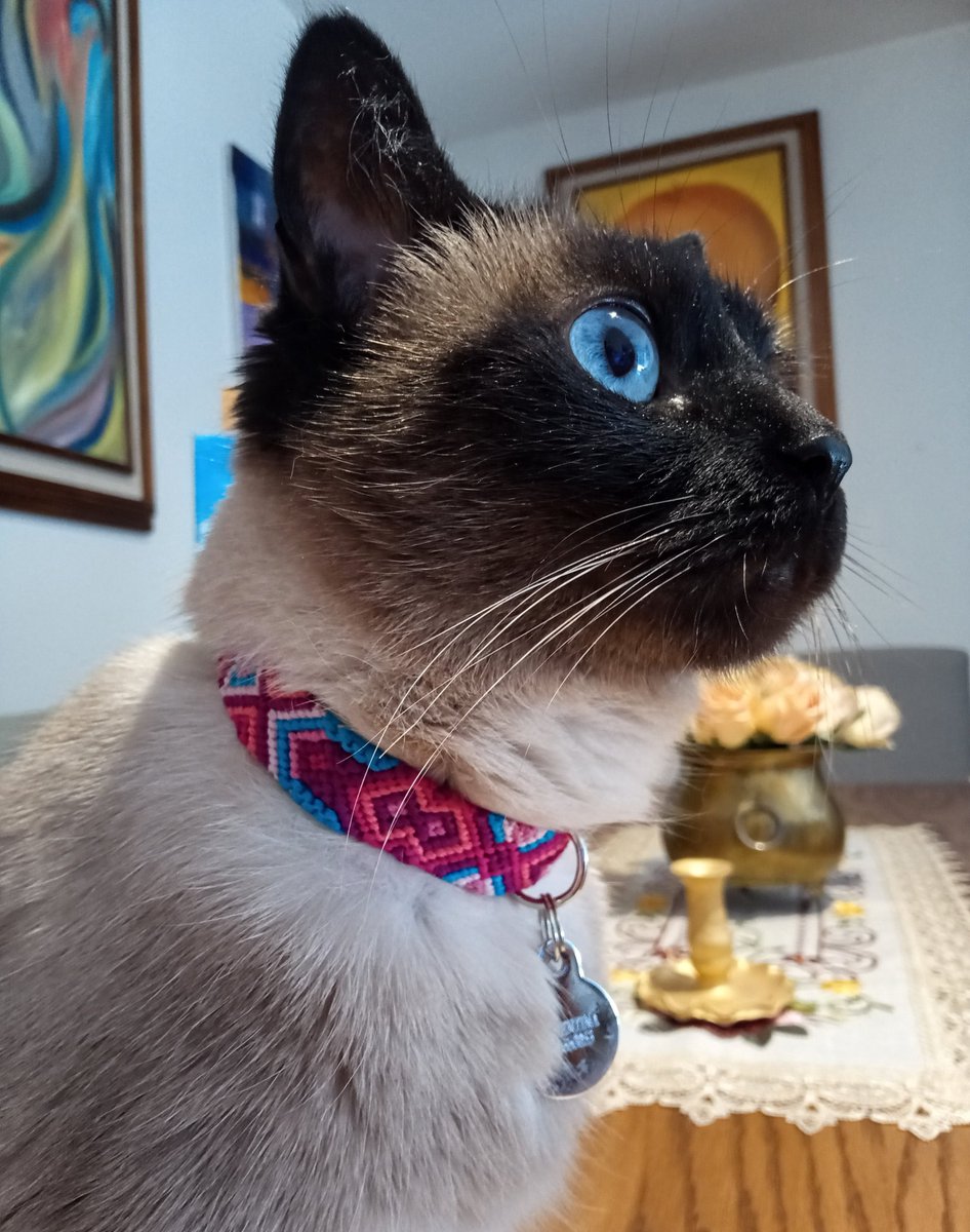 Tuitzilopochtli's tweet photo. Mi Clementina con su nuevo collar, obra de @mariamagentaa , gracias amiga, esta hermoso y le quedó bellísimo! 🥰🥰🥰 https://t.co/fxeaY0H0uh